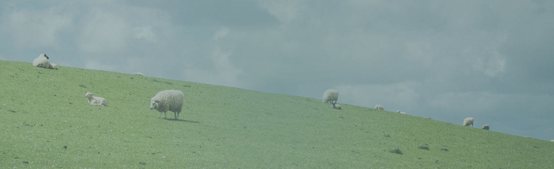 Earth Day 2020: WAYB’s Commitment to Responsible Wool Standard (RWS) Certification